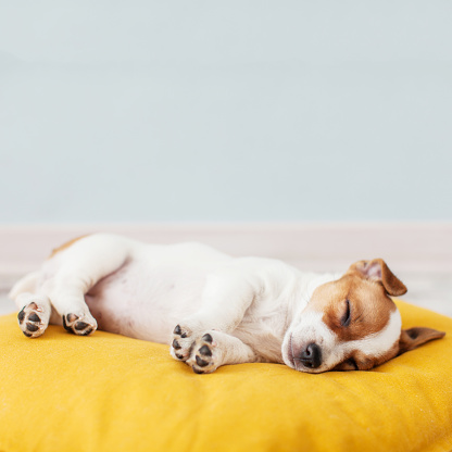 Puppy on yellow pillow. Small dog rest at home Pet sleeping