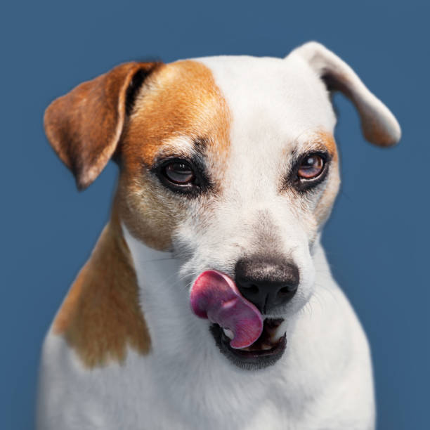 istock Hungry dog licking his lips 1459551551