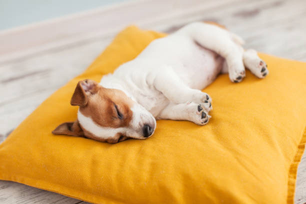 istock Puppy on yellow pillow at home 1459551593