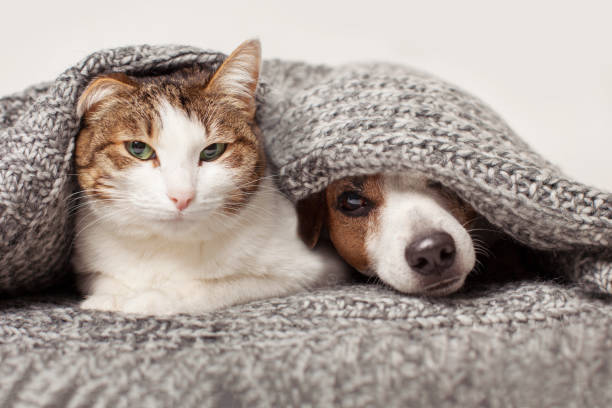 istock Dog and cat together under gray blanket 1459554006