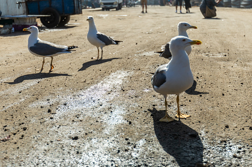 Shot of a white seagull birds