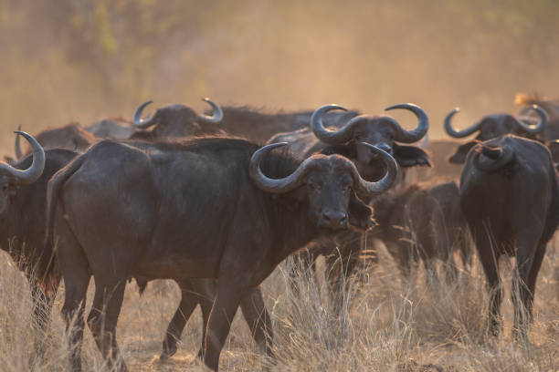mandria di bufali del capo - bufalo africano foto e immagini stock