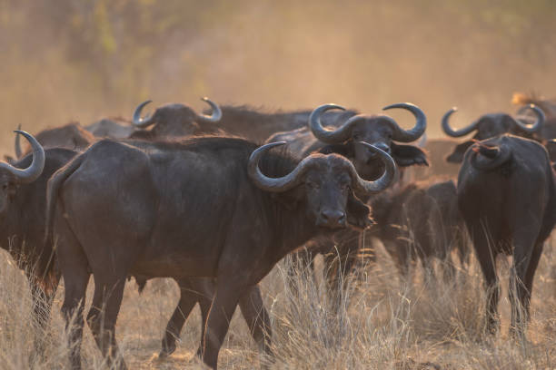 rebanho de búfalos do cabo - búfalo africano - fotografias e filmes do acervo