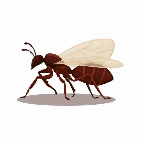 Vector illustration of Flying ant animal species cartoon illustration vector