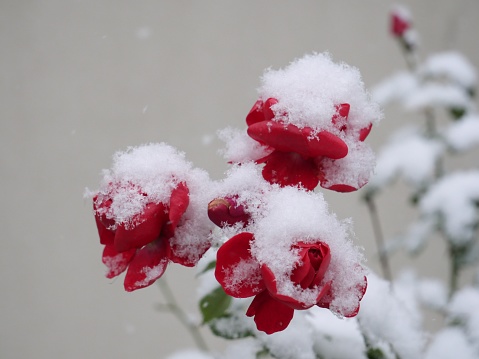 A closeup shot of red flowers outdoors covered with snow in winter