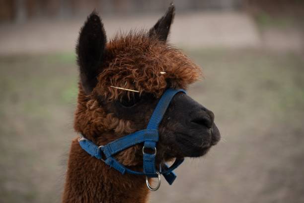 istock Side portrait of a brown alpaca 1459557429
