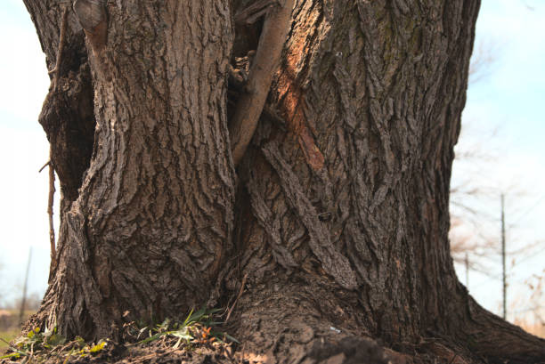 istock Stump of an aged giant tree 1459557786