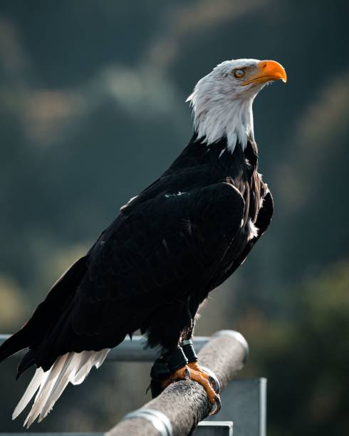 istock A bald eagle sitting on a railing against a blurred background of nature, closeup shot 1459557986