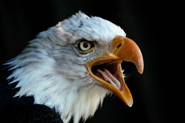istock Headshot of a bald eagle with an open beak on a black background 1459558100