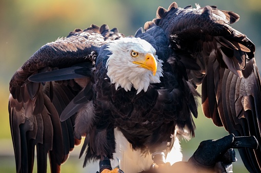 A bald eagle sitting on a black glove with open wings, closeup shot