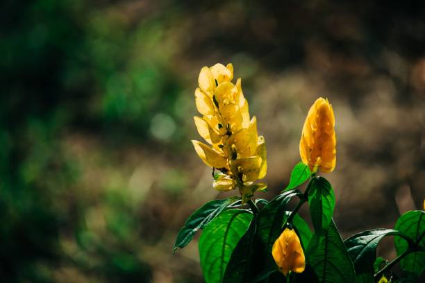 Closeup shot of a golden shrimp plant with green leaves in sunny weather A closeup shot of a golden shrimp plant with green leaves in sunny weather pachystachys lutea stock pictures, royalty-free photos & images