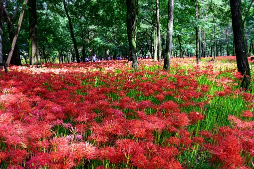 A beautiful flower garden full of red Spider Lilies and trees