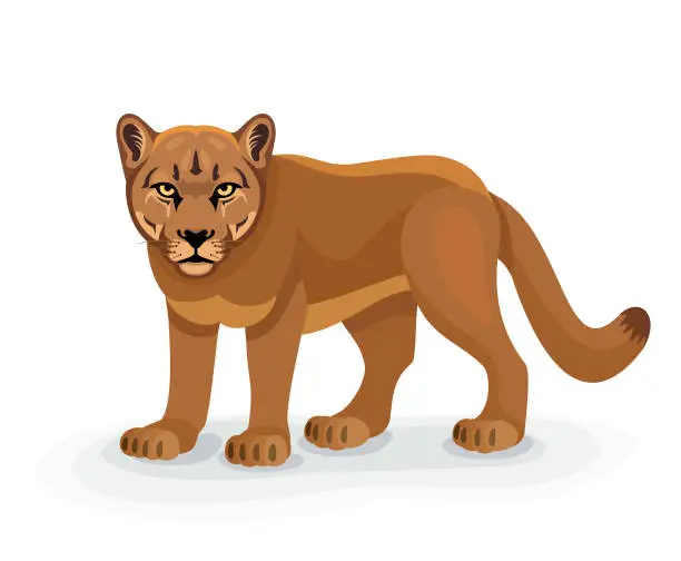 Vector illustration of Cougar Character. Mascot Creative Design.