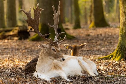 A closeup of a European fallow deer (Dama dama) lying on the ground in a forest
