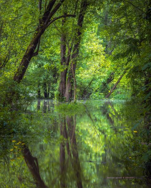 istock Lush trees near the water with visible reflections on the surface 1459559590