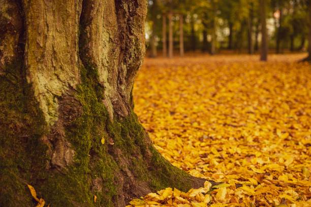 istock Beautiful park with yellow leaves under the trees 1459559894