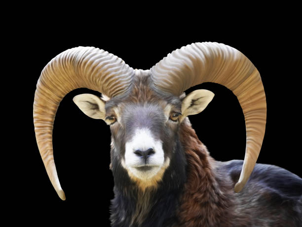 istock Painting of a mouflon with horns against a black background. 1459560420