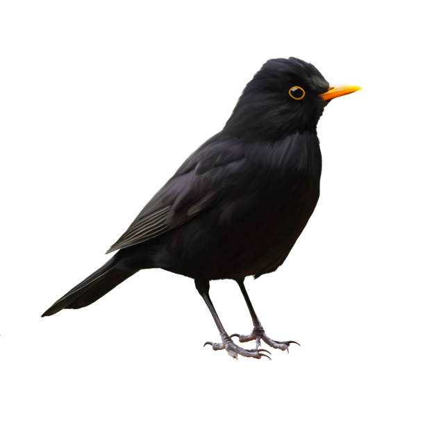 istock Illustration of a blackbird against a white background. Isolated bird with black plumage. 1459560565