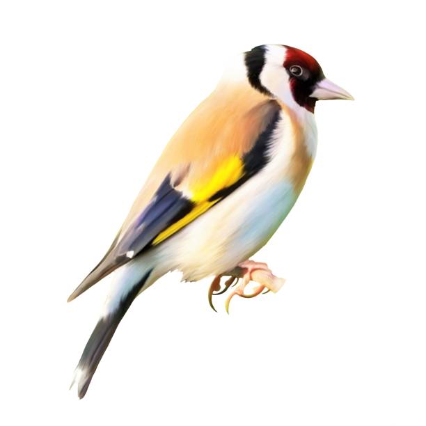 istock Painting with oil paints. Goldfinch against a white background. Painted bird. 1459560607