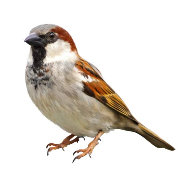 Illustration of a sparrow against a white background. Painting in the style of oil paints. bird isolated. Illustration of a sparrow against a white background. Painting in the style of oil paints. bird isolated. passer domesticus stock illustrations