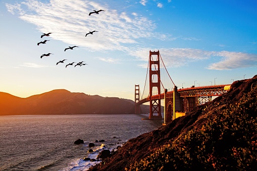 A beautiful shot of a flock of birds flying over the Golden Gate Bridge at sunset