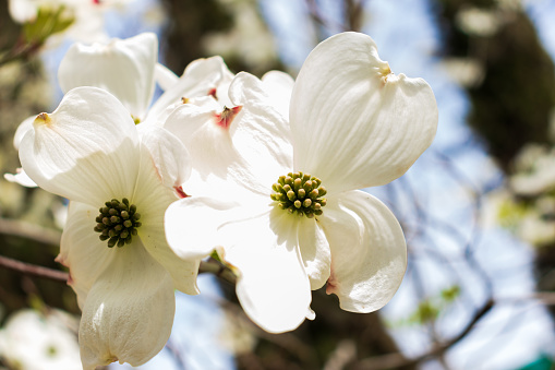 Flores de cornejo floreciendo en la primavera photo