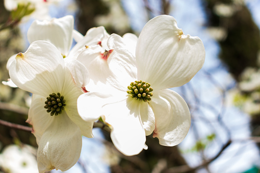 Close up of one delicate white pink magnolia flower in full bloom on a branch in a garden in a sunny spring day, beautiful outdoor floral background