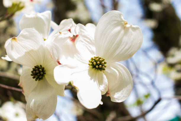 Dogwood tree flowers blooming in the spring Dogwood tree flowers blooming in the spring dogwood trees stock pictures, royalty-free photos & images