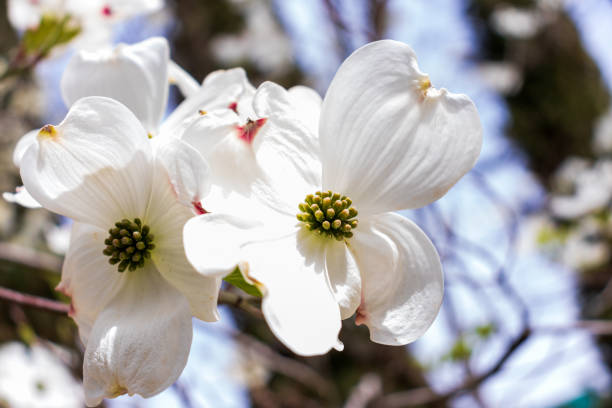 istock Dogwood tree flowers blooming in the spring 1459561041
