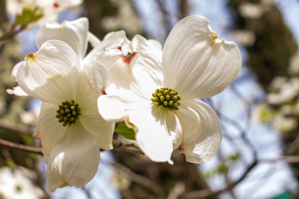 istock Dogwood tree flowers blooming in the spring 1459561245