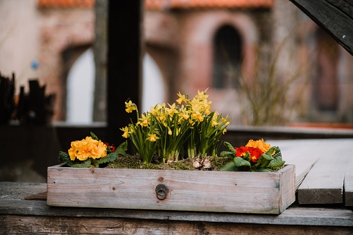 A Close-up shot of yellow flowers blooming on a wooden pot outdoors