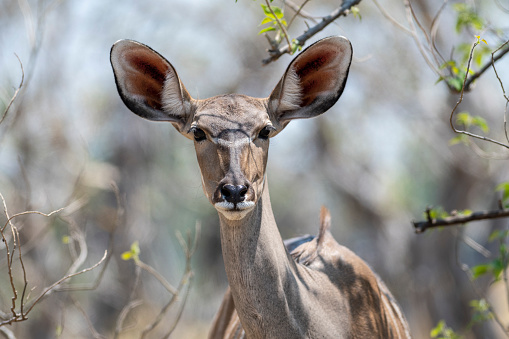 kudu doe closeup