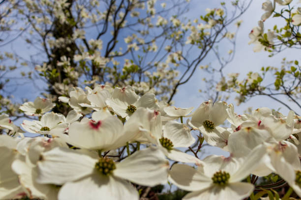 istock Dogwood tree flowers blooming in the spring 1459561378