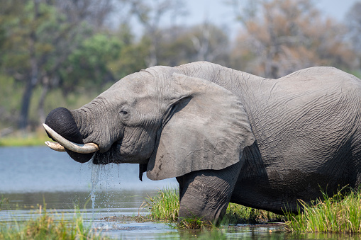 Elephant foraging in water