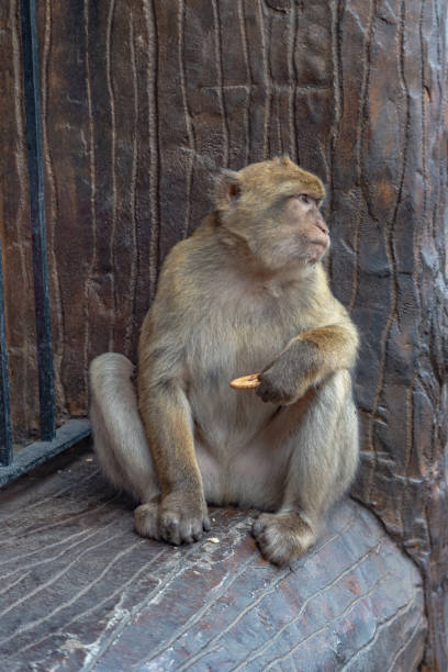 ritratto di macachi berghi. scimmie di gibilterra una grande attrazione turistica in cima alla rocca di gibilterra. - rock of gibraltar foto e immagini stock