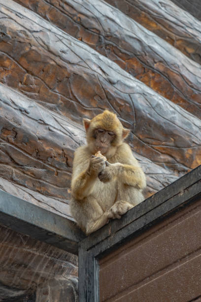 ritratto di macachi berghi. scimmie di gibilterra una grande attrazione turistica in cima alla rocca di gibilterra. - rock of gibraltar foto e immagini stock