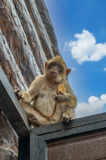 ritratto di macachi berghi. scimmie di gibilterra una grande attrazione turistica in cima alla rocca di gibilterra. - rock of gibraltar foto e immagini stock