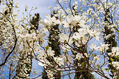 istock Dogwood tree flowers blooming in the spring 1459561787