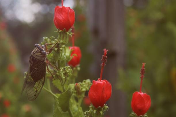 A selective focus shot of cicada on Turk's cap (Malvaviscus arboreus)