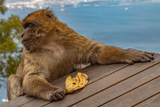 ritratto di macachi berghi. scimmie di gibilterra una grande attrazione turistica in cima alla rocca di gibilterra. - rock of gibraltar foto e immagini stock