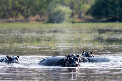 Hippos snorting