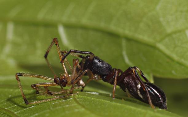 istock Fighter ant defending himself by killing a much larger spider 1459562094
