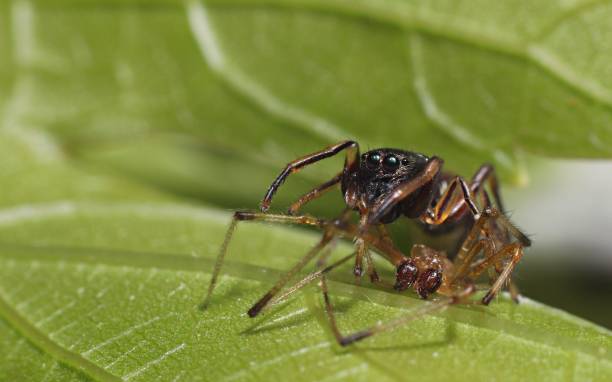 istock Fighter ant defending himself by killing a much larger spider 1459562100