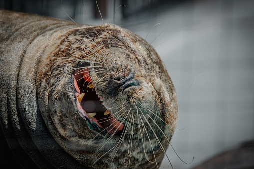 A closeup shot of a grey seal on the blurry background