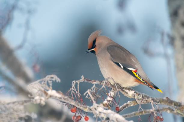 A beautiful Bohemian Waxwing (Bombycilla garrulus) feeding on Rowan tree berries on a cold winter day