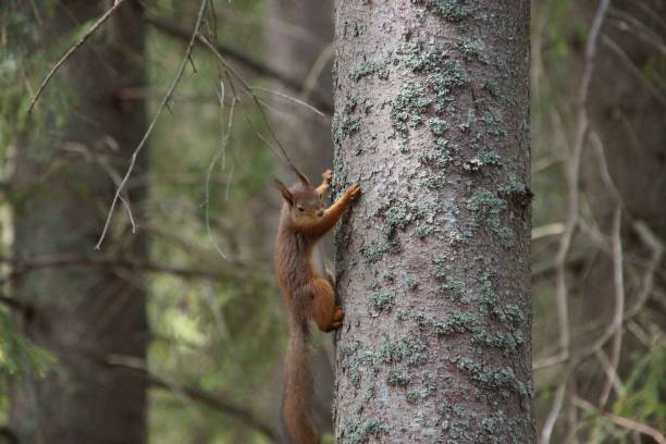 istock Closeup shot of a squirrel climbing on a tree 1459563663
