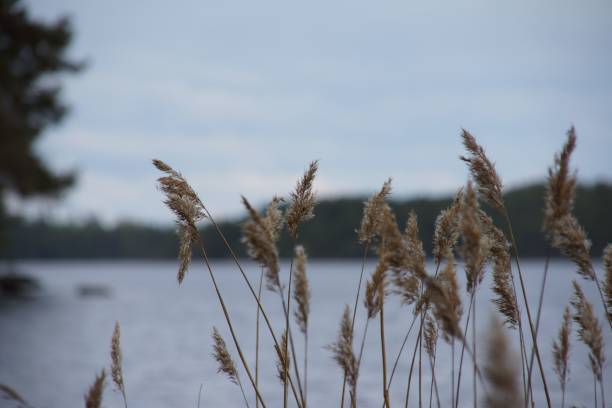 istock Closeup shot of wheat 1459563705