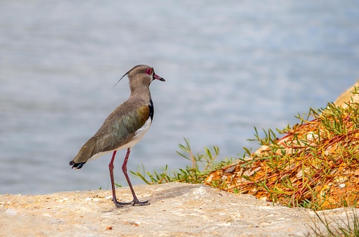 A closeup of a Southern lapwing standing on a sunlit stone with water blurred background