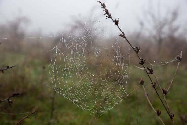 istock Closeup of a spider web with water drops against gloomy blurred background 1459564512