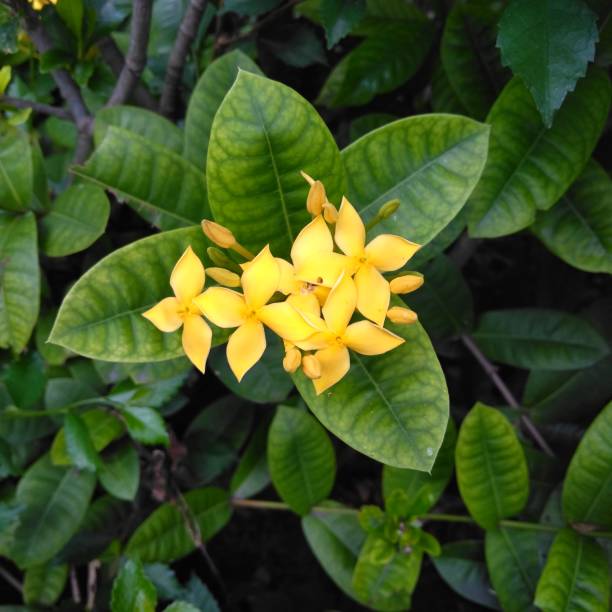 istock Yellow flower in the garden 1459565009